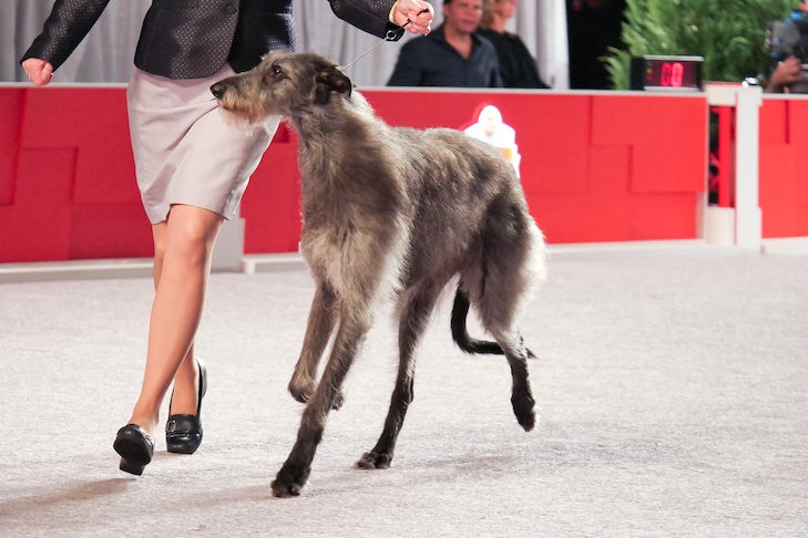 نژاد اسکاتیش دیرهوند (Scottish Deerhound)